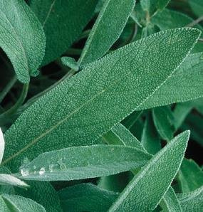 Sage Extrakta Salvia officinalis 250 Seeds