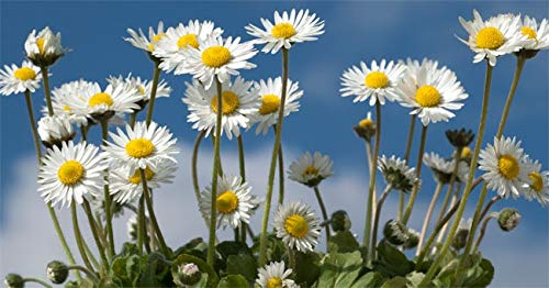 PRATOLINA NR.500 SEMI - BELLIS SEMPLICE DEI PRATI BIANCA