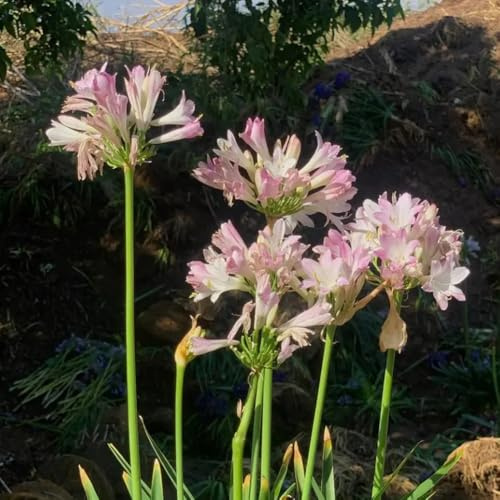 semillas de lirio ornamental, interior Agapanto africano, mariposas silvestres balcón exóticas para invitados 100pcs