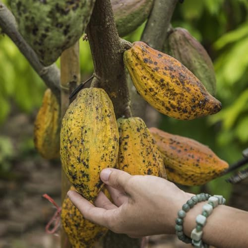 cacao Theobroma - medicinali semi di giardino reale giardino interno esotici serrai balcone decorazione 200pcs