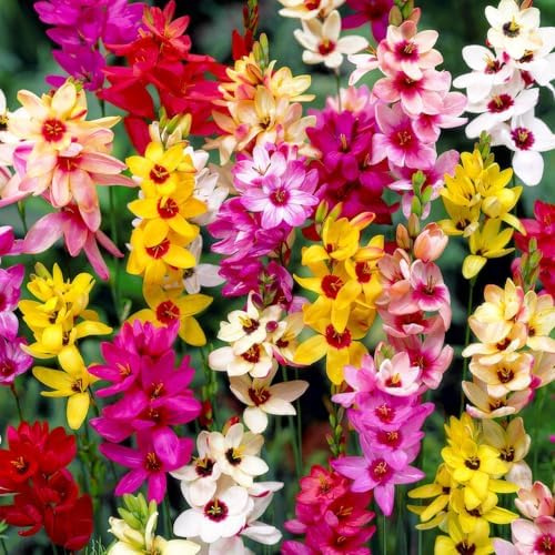 Ixia Växtsamling - 50 Lökar - Mix av 4 Sorters Blomsterlökar - Stora Härdiga och Perenna Perenner från Holland - Idealisk som Kruk- och Trädgårdsväxt - Inget Frö och Inte Konstgjord