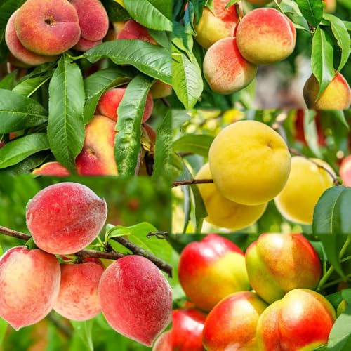 50samen pfirsichbaum - winterharte kübelpflanzen exotische winterhart, nektarinenbaum winterhart, obstbäume dekopflanzen obstsamen winterfeste