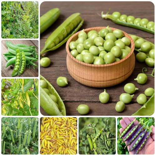 guisantes - Cultivo de trepadoras semillas de guisantes Compre invierno, resistentes jardín Decoraciones jardín exteriores 130semillas