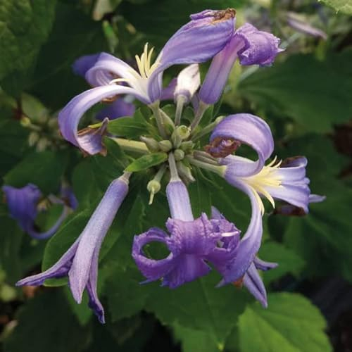 Clematis Bylinowy Cassandra 2L - Pflanze für Anfänger und professionelle Gärtner - Ideal für Kleingarten, Garten - Schöne Pflanze mit ungewöhnlichen Blüten - Genießen Sie jeden Tag ihre Farben