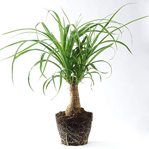 1 x Palma Coda di Cavallo | Pianta per la Casa Sempreverde Beaucarnea Recurvata (40-50cm Incl. Pot)