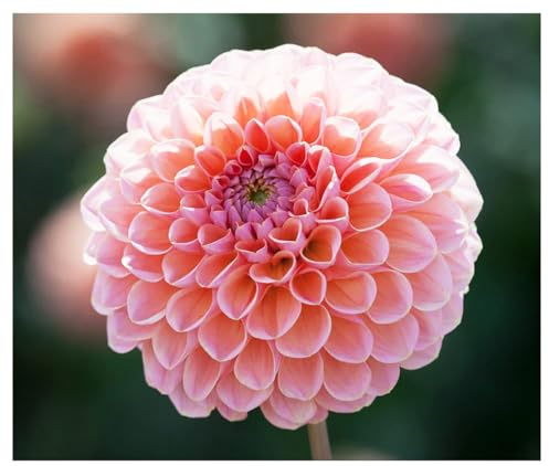 Linda's Baby Dahlia - 5 Gallon Size Bare Root Tuber