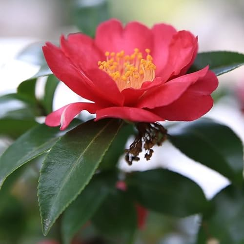 Kamelie 'Rot' - Camellia sasanqua 'Rot' - 40-50 cm - Topf - Herbstblühende Pflanze für Garten
