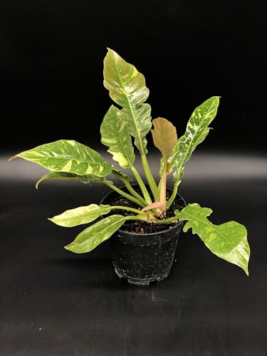 Plante de PHILODENDRON RING OF FIRE - en pot Ø 14 cm - H. 25/30 cm