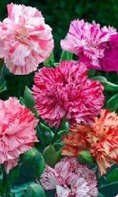 Buy4seeds 700 Seeds Flower Carnation chabaud Mixed Easy to Grow
