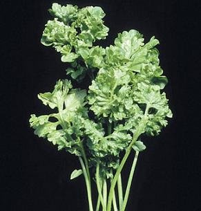 Cress Wrinkled Crinkled Lepidium sativum 2,000 Seeds