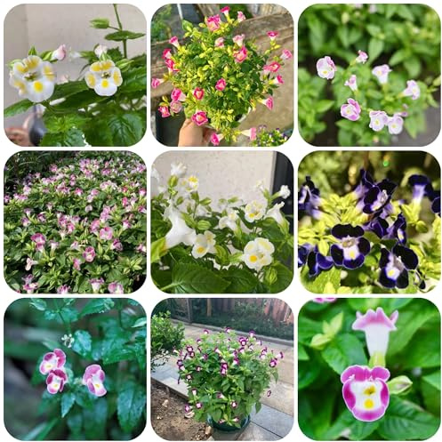 semillas de flores Torenia-fournieri macetas semillas frescas plantas en macetas Decoración de balcones con bonsáis sala de estar cobertura del suelo plantas de balcón decoración 600pcs