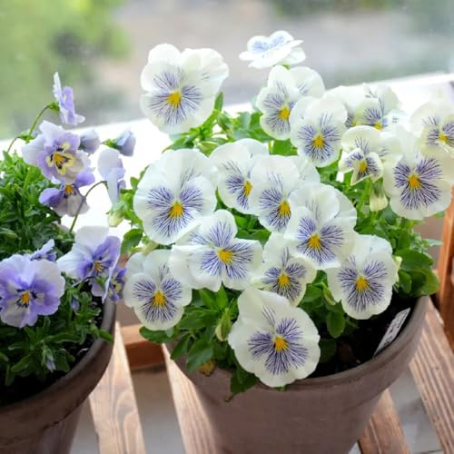 semillas de pensamiento decoraciones, para lugares soleados, pensamiento de jardín, interior balcón, 100pcs