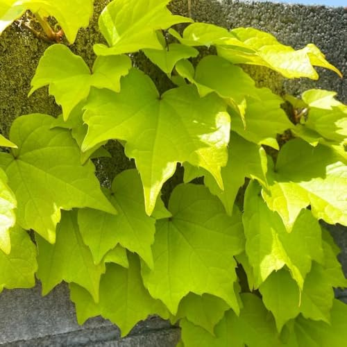 wilder wein kletterpflanze - jungfernrebe green wall deko vine balkon für sonnige plätze steingartenpflanzen gartendeko für draußen herbstpflanzen winterhart blühend büropflanzen 400samen