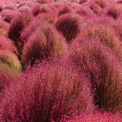 Semi di Kochia scoparia - semi di cipresso estivo raro ornamentale, resistente vecchie varietà copertura del terreno selvatiche 300pcs