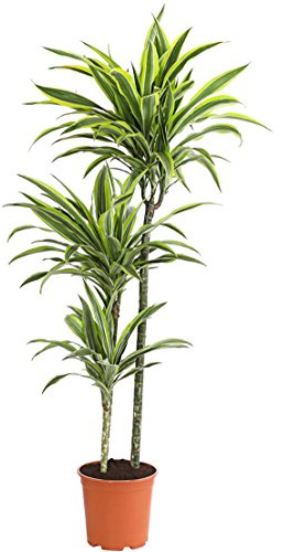 Dehner Drachenbaum Lemon Lime, gestreifte Blätter, 120-140 cm, Ø Topf 24 cm | Dracaena fragrans, dreitriebige Zimmerpflanze, luftreinigend und pflegeleicht, für helle halbschattige Standorte