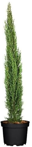 CIPRÉS - Árbol Natural Perfecto apra Decorar el Jardín