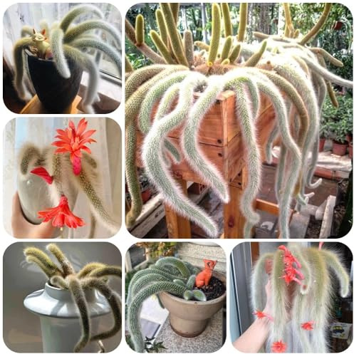 Semillas de Hildewintera colademononis, balcón con cama elevada, interior de cola de mono, para jardin 40pcs