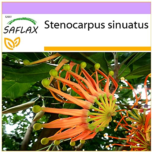 SAFLAX - Australischer Feuerradbaum - 20 Samen - Stenocarpus sinuatus