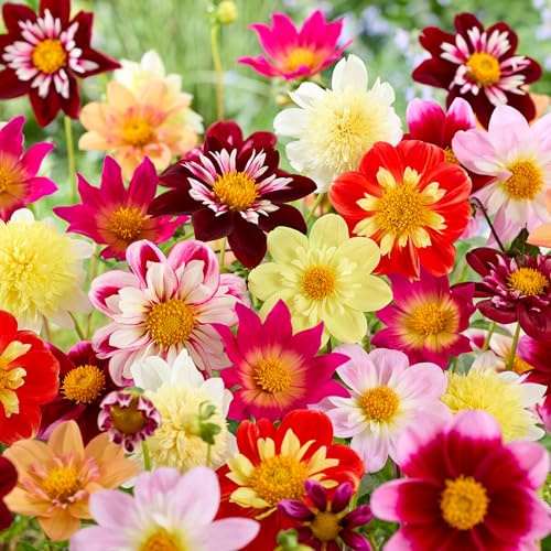 10 Dahlienknollen Collarette Mix - Extra-Großpackung - Gefüllte Dahlien für Garten, Töpfe & Balkon - Gartenfertige Blumenzwiebeln