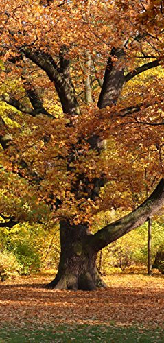 Türtapete Türposter selbstklebend – Eiche auf Lichtung im Herbst - 90x205cm und 100x210cm - Fototapete Poster Türfolie Tapete – T00124