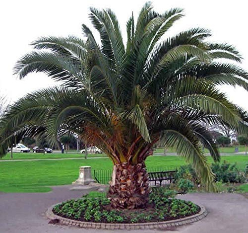 10 Samen Phoenix canariensis kanarische Dattelpalme