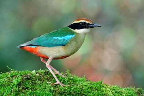 Acryl-Bild 50 x 30 cm: Kleiner und farbenfroher Vogel aus der Familie der Pittidae, Fairy Pitta (Nympha), der während der Migrationsreise im Mai im (187631017)