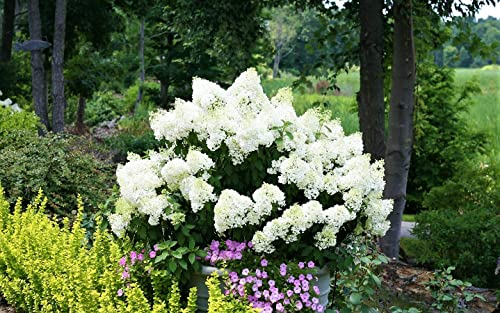 Plant in a Box - Hydrangea Paniculata 'Bobo' - Hortensia - Hardy - Shrub - Garden Plant - Pot 19cm - Height 25-40cm
