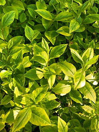 2 Potted Plants of Ligustrum or Large-leaved Golden Privet 'Aureum' in 9cm Pots Includes Postage