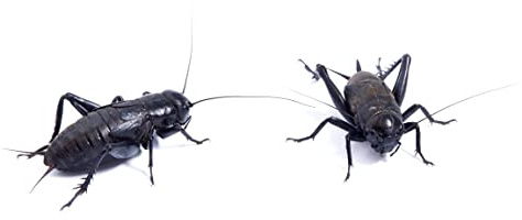 Livefoods4u Small Black Crickets 4-5mm Pack of 250 | Live Reptile Food