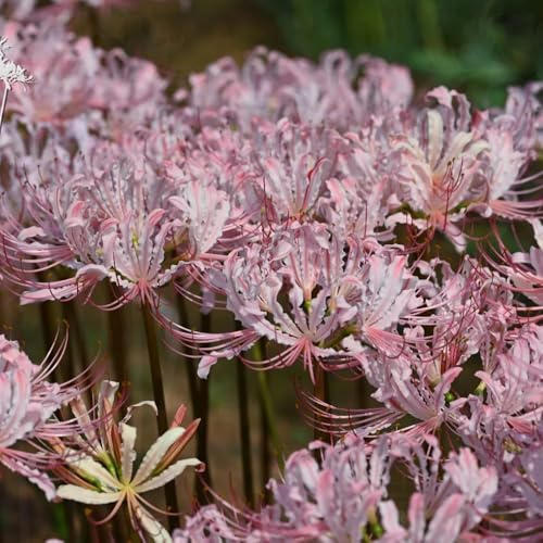 bulbos de lirio araña, lycoris radiata - exterior perennes resistentes al invierno que cubren el suelo 2pcs