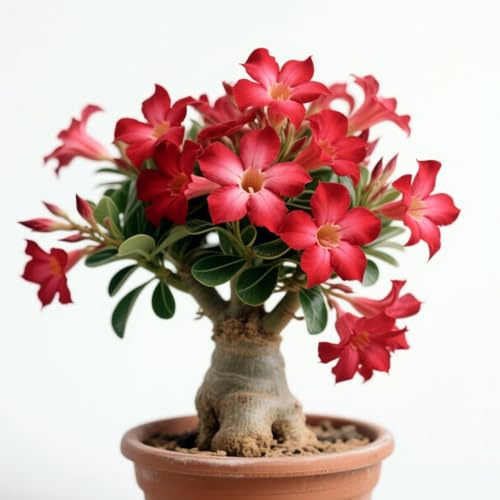 Bellissimo Rosa del Deserto bulbi,piante Resistenti perenni,bulbi da fiore a fioritura,adatti per la semina immediata,Adenium Obesum, pianta vera(non artificiali)-2 bulbi-G
