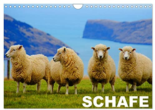 Schafe/Geburtstagskalender (Wandkalender 2026 DIN A4 quer), CALVENDO Monatskalender: Verschiedene Schafrassen aus der Nähe betrachtet (CALVENDO Tiere)