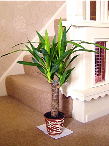 Large Traditional Evergreen House Plants in Pot with Metallic Interweave Line Decoration - Yucca