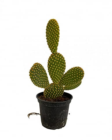 Cactus Natural - Opuntia Microdasys - Buen Tamaño - Planta Natural para Interior y Exterior - Cactus Pala