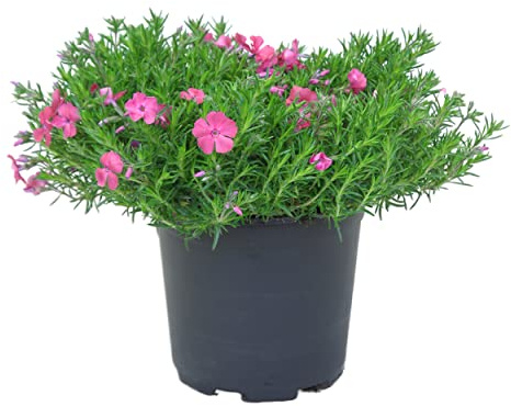 Live Phlox - Pink - Beautiful Creeping/Trailing Perennial - Healthy Spring Plant - 10 Tall by 6 Wide in 2.5 Qt Pot