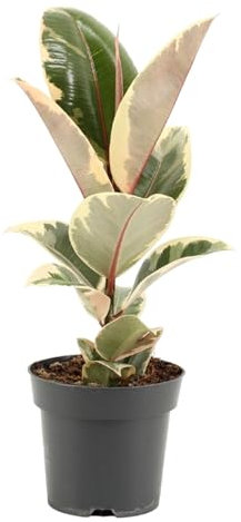 Trendyplants – Ficus Elastica Tineke – Albero di gomma – Pianta d'appartamento – Dimensioni vaso Ø 14 cm – Altezza 35 – 55 cm