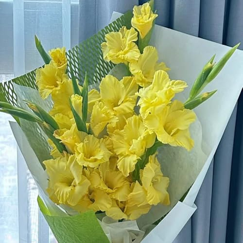 3 piezas Bulbos de gladiolo, perennes y resistentes, Invernadero balcón decoración floral tubérculos flores gladiolos, gladiolos, Jardinería Decoración Floral Plantas De Jardín Bonzai