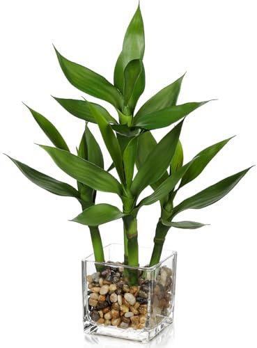 Oairse Artificial Bamboo Plant 17.3 Faux Lucky Bamboo Plant with Rectangular Glass Vase Decorative Fake Plants for Gift Home Decor Table Shelf Office Bathroom Decoration Indoor Bonsai for Feng Shui