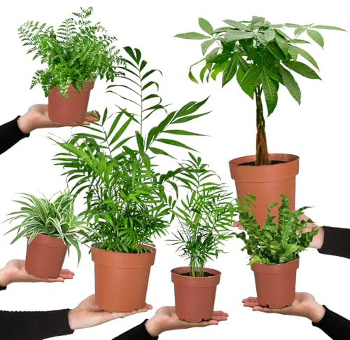 6er Box Zimmerpflanzen Happy Cat – Tierfreundliches Set mit Bergpalme, Nestfarn, Grünlilie & Glückskastanie – Höhe 15-70 cm – Töpfe 10,5-17 cm – frisch aus der Gärtnerei – Green Me Up