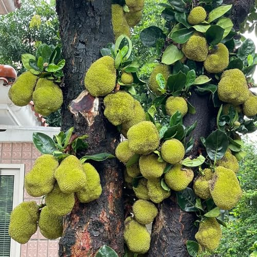Jackfrucht, Jackfruchtbaum, zwergobstbäume winterhart Artocarpus heterophyllus, alte sorten exotische balkon obstbäume obstsamen 35Samen