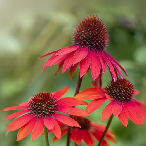 sonnenhut blumengarten schmetterlingsflieder bonsai topf schnittblumen balkongewächshäuser wildblumen balkonblumen exotische zimmerpflanzen blumensaat wildblumensamen mehrjährig 750samen