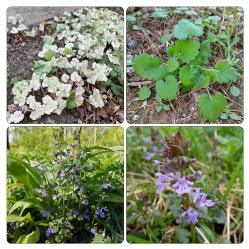 edera terrestre giardino estivi primaverili, autunnale, giardino semi di 200pcs