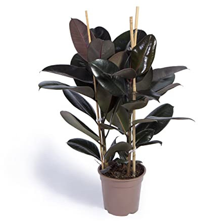 Cool Green - Plantas naturales interior - Ficus Elástica | Apta para Mascotas | Decoracion