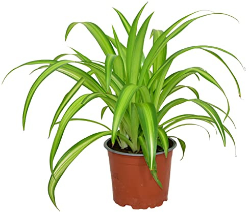 ZynesFlora Chlorophytum Grünlilie - Zimmerpflanze im 12 cm Pflanzentopf - Höhe: 25-30 cm