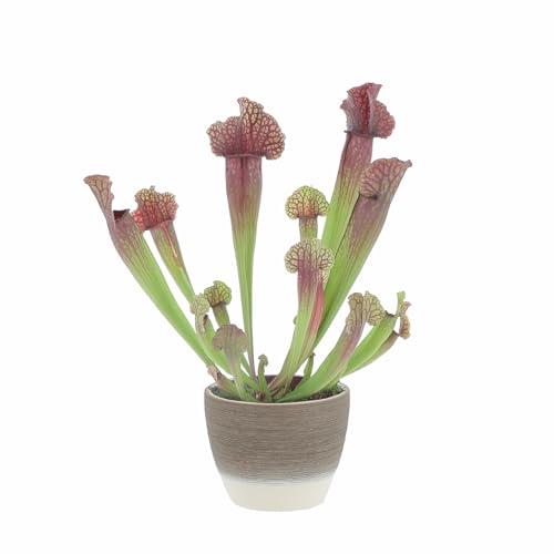 KENTIS - Sarracenia - Pianta Carnivora a Imbuto - Pianta Cattura Mosche - Piante Vere da Interno - H 15-25 cm Vaso in Terracotta Ø 12 cm