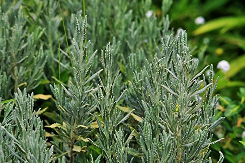 Natural Fragrant Lavender Plant Green Grey-20 Inch by 30 Inch Laminated Poster with Bright Colors and Vivid Imagery-Fits Perfectly in Many Attractive Frames