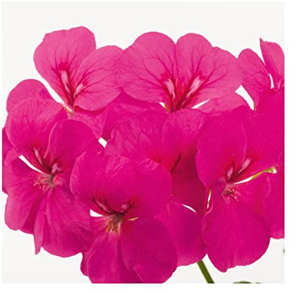 Trailing Geranium Happy Face Purple- 6 Starter Plants-Geraniums .Fantastic for Hanging Baskets, Plug Plants. Glam up Your Garden. Summer is here!