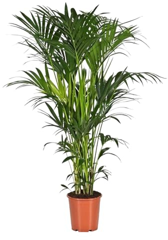 Trendyplants - Kentia-Palme - Howea Forsteriana - Zimmerpflanze - Höhe 170-190 cm - Topfgröße Ø24cm