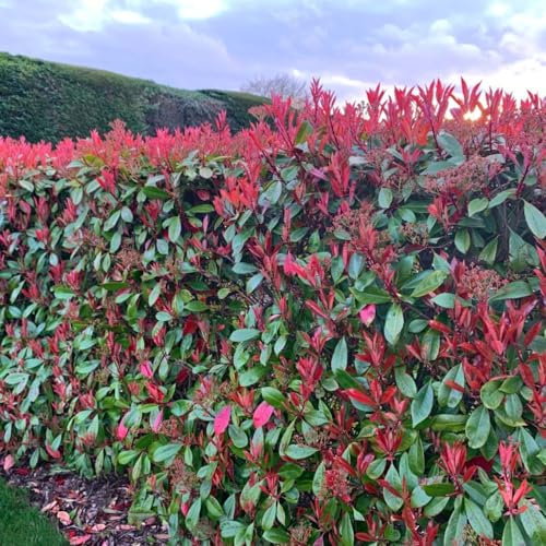 Photinia Red Robin - Stunning Scarlet Foliage Shrub, Evergreen, Hardy, Low Maintenance - Ideal for Landscaping and Hedging – 6X 9cm Pot by Thompson and Morgan