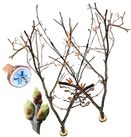 2X Vogel Sitzstangen Sitzstange groß XXL ca. 60 cm Buschiger frisch mit Knospen Spielspaß Sitzplatz Natur Holz aus Haselnuss geschnitten für Käfig Wellensittich Nymphensittich Kanarienvogel